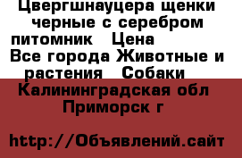Цвергшнауцера щенки черные с серебром питомник › Цена ­ 30 000 - Все города Животные и растения » Собаки   . Калининградская обл.,Приморск г.